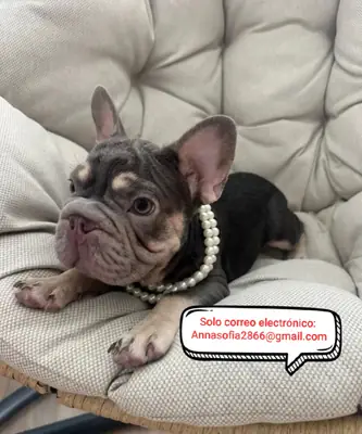 Chiots de bulldog français à adopter