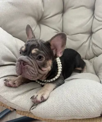 Cachorros de bulldog francés para adopción