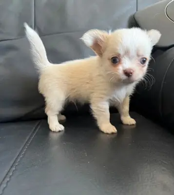 Beautiful Chihuahua puppy for adoption