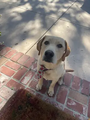 Labrador très affectueux habitué à vivre avec une famille