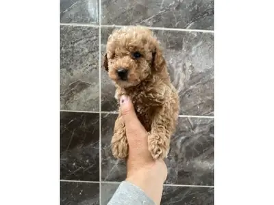 Caniche toy marron élevé dans un environnement familial