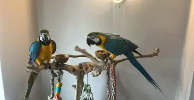 A pair of Blue and gold macaws