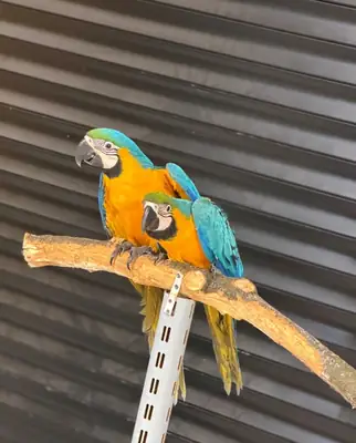 Blue & Gold Macaws