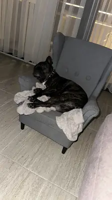 Fransız buldog eğitimli 