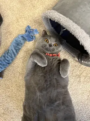 Chat British Shorthair tranquille habitué à vivre avec des humains