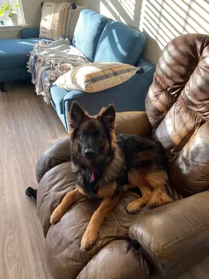 Chien berger allemand loyal cherchant une famille stable