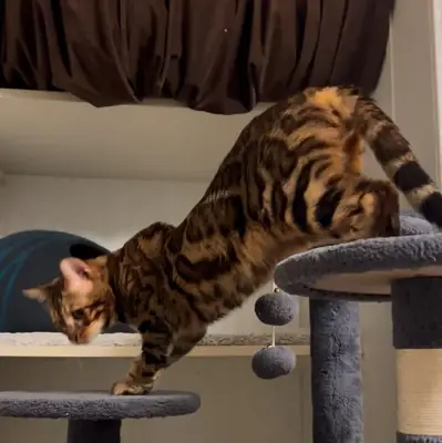 Chat Bengal curieux qui adore observer son environnement