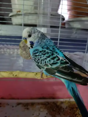 Jaula para periquitos.