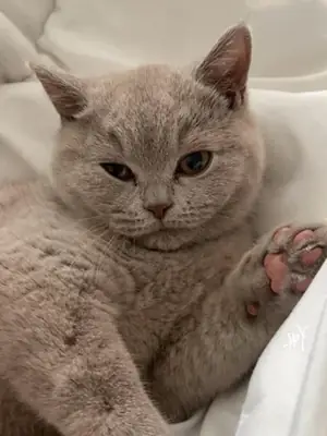 Gato British Shorthair tranquilo acostumbrado a vivir con personas