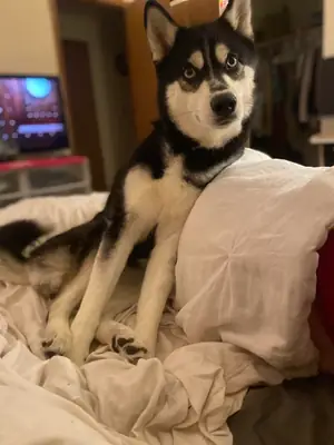Husky sociable que necesita más espacio para moverse