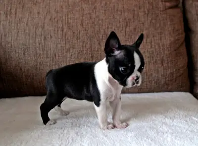 Cachorros de Boston Terrier en busca de un nuevo hogar.