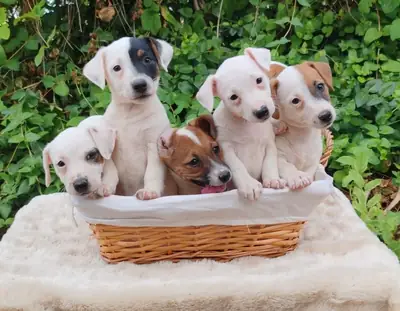 最后的杰克拉塞尔幼犬