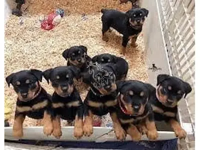 Cachorros de Rottweiler con pedigrí