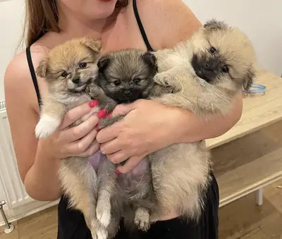 Preciosos cachorros Pomerania, machos y hembras.