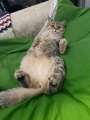 British Shorthair tranquilo que simplemente quiere compañía humana