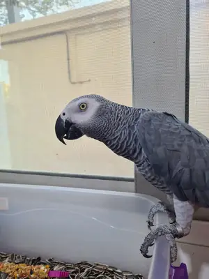 Loro gris africano que se acostumbró a vivir con personas