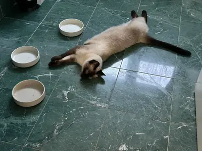 Gato siamés curioso que siempre quiere observar todo