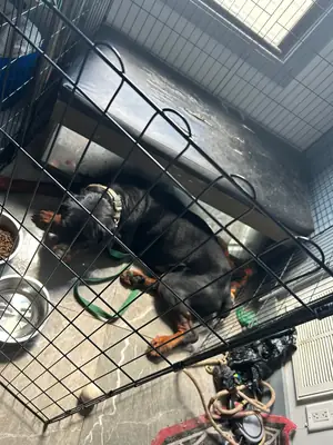 Rottweiler equilibrado criado con rutina familiar