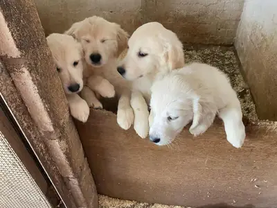 Cachorros Golden Retriever de pura raza