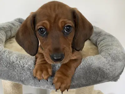 迷你腊肠犬幼犬 - 黑色斑点母犬和红色阴影公犬