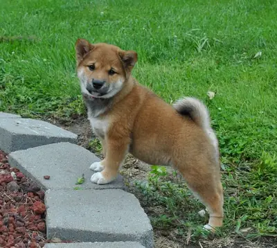 Cachorros de Shiba Inu de raza pura en Manyu.