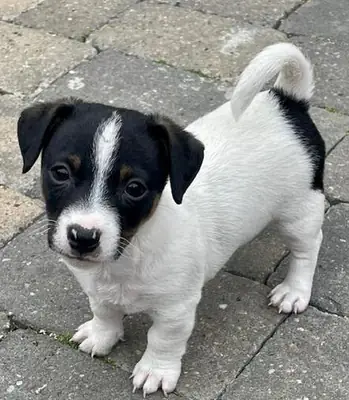 杰克罗素幼犬