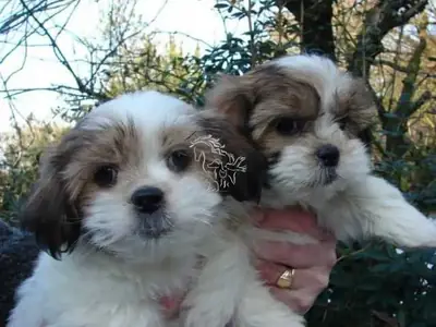 Hermosos cachorros de Shih Tzu