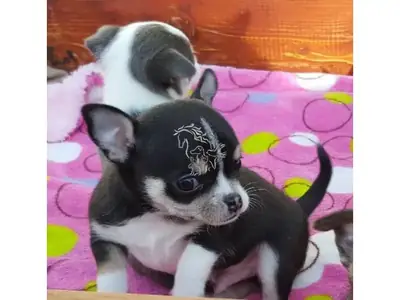 非常亲密的吉娃娃幼犬