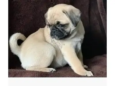 Preciosos cachorros de Pug