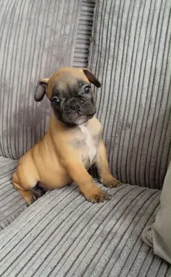 French bulldog