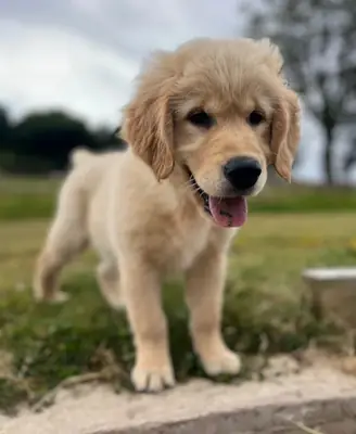Beautiful KC Golden Retriever Puppies