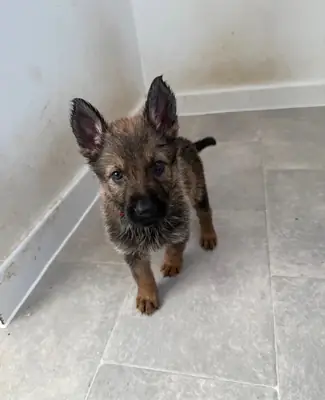 German Shepherd Puppies – Girl and Boy Available