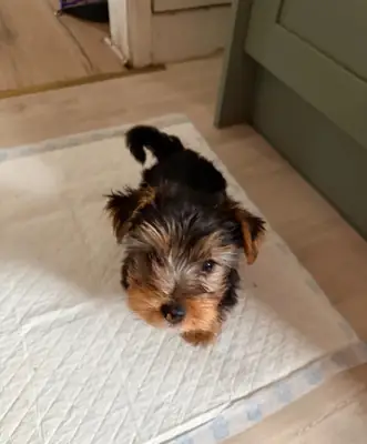 Adorable Yorkshire Terrier Puppies for Sale 🐾