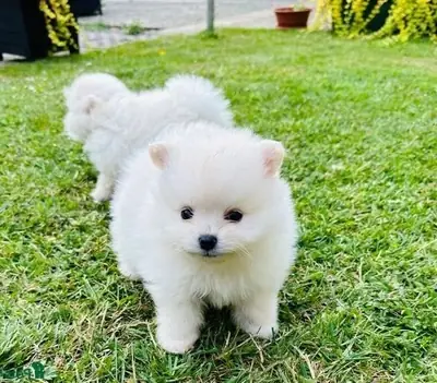 Gesunde Pomeranian-Welpen suchen ein neues Zuhause