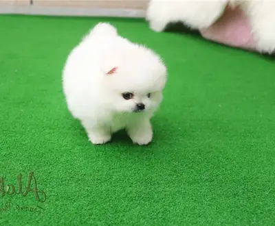 Gesond Pomeranian Welpen fir eng léif Famill