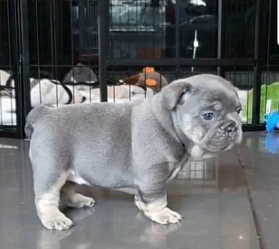 Kauniita ranskanbulldogin pentuja