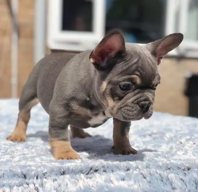 Wunderschöne Französische Bulldoggenwelpen