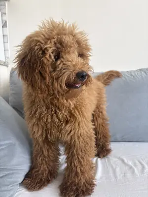 Oyuncu Toy Poodle 