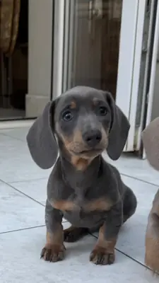 迷你腊肠犬