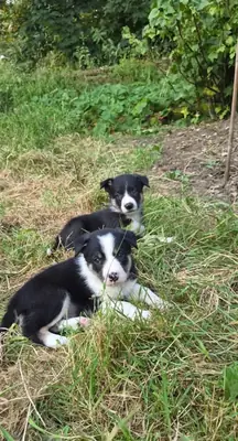 边境牧羊犬幼犬
