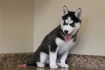 Gorgeous Husky Puppies Ready for Their Forever Homes