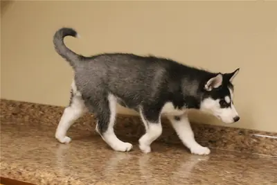 Cute Siberian Husky Puppies – Full of Personality