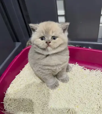 赠送英国短毛猫小猫