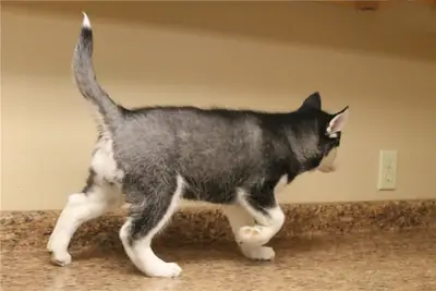 Hermosos cachorros de Husky Siberiano – WhatsApp: +1(330) 910 0534