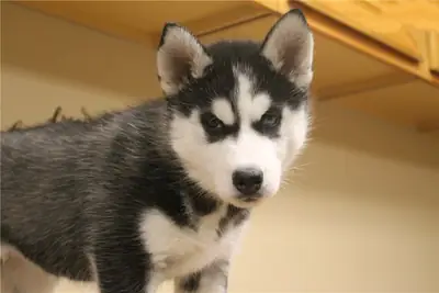 Adorables cachorros de Husky Siberiano – WhatsApp: +1(330) 910 0534