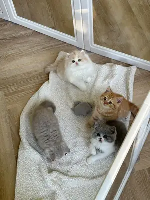 赠送新生的英国短毛猫小猫（雄性和雌性）