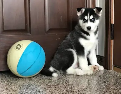 Adorables cachorros de Husky Siberiano: dulces y juguetones WhatsApp: +1(330) 910 0534