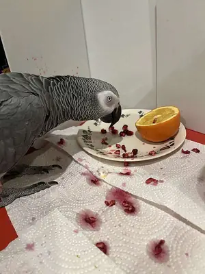 İnsanların konuşmalarını dikkatle dinleyen zeki gri bir papağan.