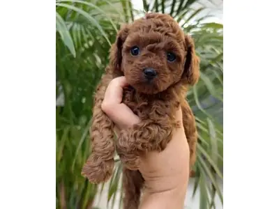 一只棕色玩具贵宾犬，从小在家庭中长大