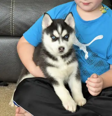 可爱的西伯利亚哈士奇幼犬寻找充满爱的家庭 WhatsApp: +1(330) 910 0534